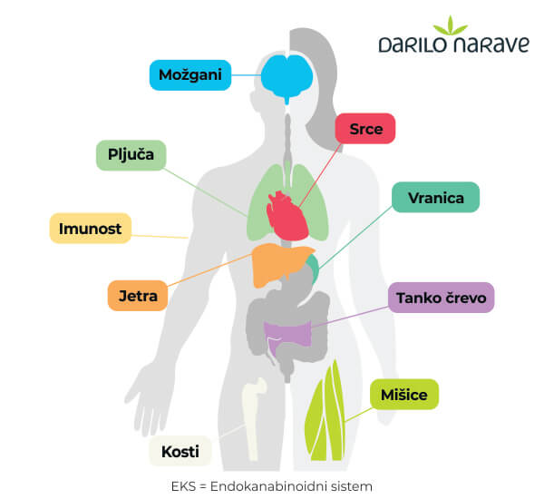 Slika prikazuje EKS endokanabinoidni sistem v našem telesu, polni spekter in izolati kako vplivajo na EKS.