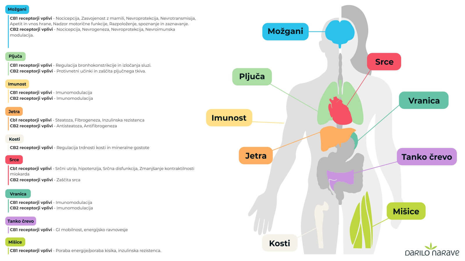 Endokanabinoidni sistem