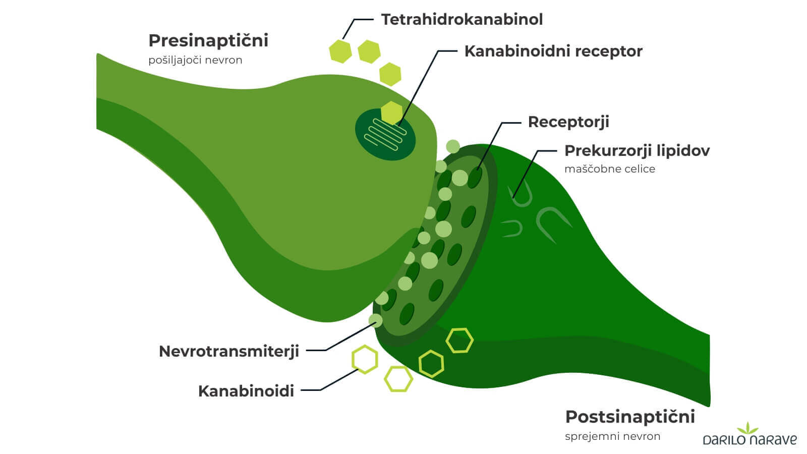 Kanabinoidni receptorji