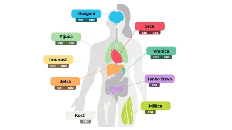 Endokanabinoidni sistem